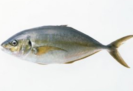 シマアジ