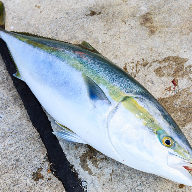 海上釣堀でのタナ取りの方法を紹介 公式 釣堀紀州 和歌山 有田郡広川町の海上釣堀 釣り堀 紀州 海上釣堀でのタナ取りの方法を紹介 公式 釣堀紀州 和歌山 有田郡広川町の海上釣堀 釣り堀 紀州