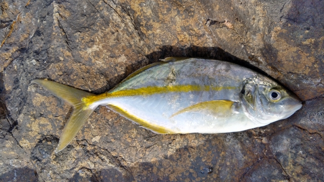 海上釣堀でシマアジを釣り上げるための仕掛け、テクニックをご紹介！